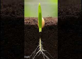  Day 1 120 Plant Bamboo Growing Timelapse Timelapse Bamboo