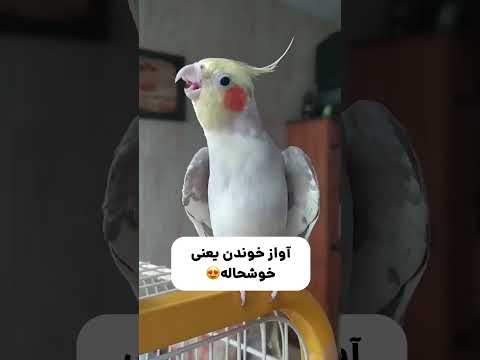 معنی صداهای عروس هلندی