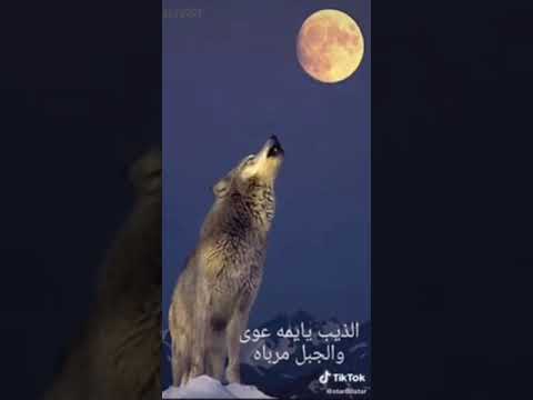 الذيب يايمه عوى