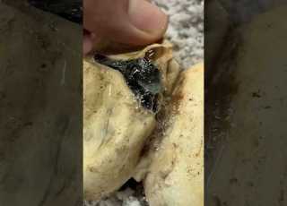  BABY BLACK MAMBA Short Shorts Blackmamba Animals Reptiles Wildlife Snake