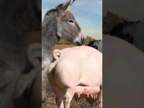 وضعوا حمار ا في حظيرة مع خنزير قصير حمار خنزير حيوانات
