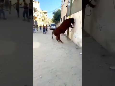 Extremely Angry Bull Full Angry Cow Eid 2024