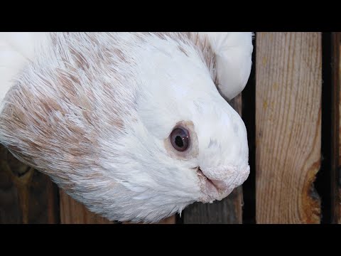 إزاي أقدر أوصل بحمامه ب50ج لمستويات الصوافه علاء أبو سنه