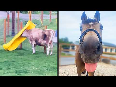 Best Farmyard Animal Videos Ever
