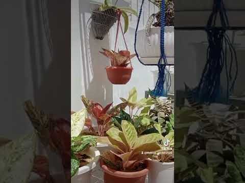 Mpangilio Wa Pots Za Maua Kwenye Stand Ni WA Kuzingatiwa Sana Kwenye Bustani