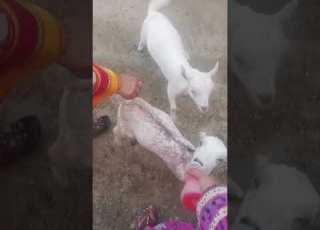 Lamb Without Mother Lamb Mother