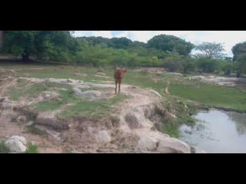 Mayiku Bhunela 2026 Audio