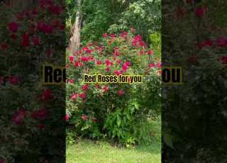  Roses Are Red