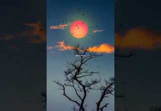 موسيقى هادئة من اغنية Tum Hi Ho حالات واتس