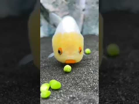 سمكة لطيفة Nice Fish