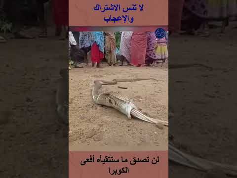 لن تصدق ما ستتقيأه أفعى الكوبرا Shortsvideo