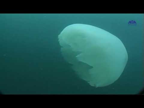 Episode 13 Asrar W Abahas Part 1 الحلقة الثالثة عشر اسرار وابحاث الجزء الاول