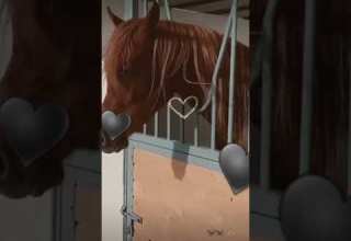 ما كل من بركب على الخيل خيال ولا كل خيل تعجبك هي أصيلة