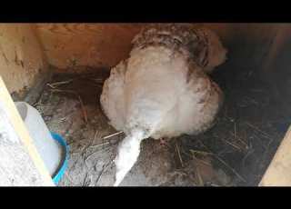 Пуйчета 13 05 2019 г