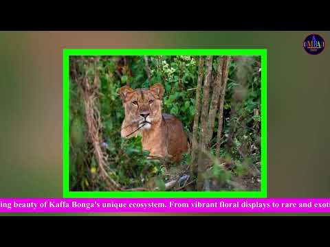 Serawitu Lema Mashe ማሸ New Ethiopian Music 2025 Official Video Maba Tube