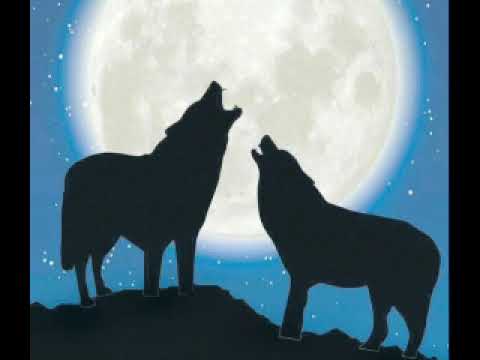 30 من قصص الذيابه في المنطقة الشرقية 30 من قصص الذيابه في المنطقة الشرقية