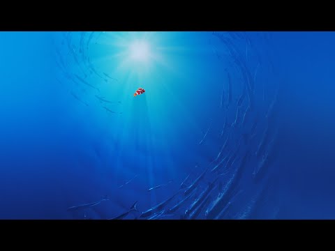 REUPLOAD Thomas Newman Suite Heartfelt Emotional And Relaxing