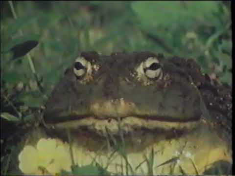 Cold Blooded Creatures Discovery Channel Commercial 1991