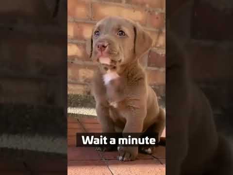 چی بود چی شد این سگ Shorts