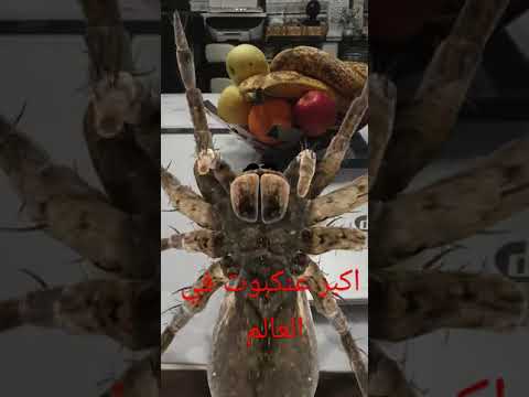 اكبر عنكبوت في العالم