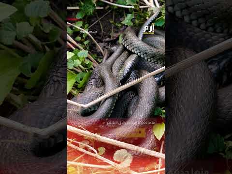 خطر تحت الأرض مراكز تكاثر الثعابين تهدد سكان طبريا