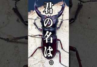 ホームセンターでクワガタムシを買わない理由３選