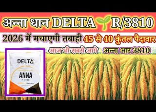 Best Variety Of Dhan Top Variety Of Dhan 2026 Top Variety Of Hybrid Dhan Top Variety Of Dhan