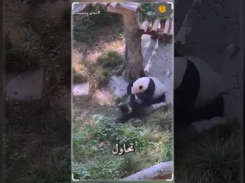 هجوم باندا مرعب كيف نجت امرأة من فكي الخطر في حديقة الحيوان