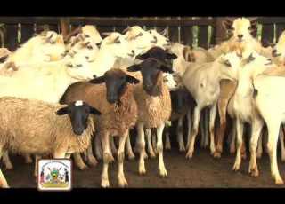  WEST POKOT COUNTY DOCUMENTARY