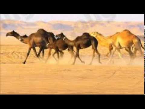 منقية حسين بن هامل بن هويج آل صليع أداء حسين آل لبيد منقية حسين بن هامل بن هويج آل صليع أداء حسين آل لبيد