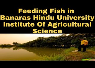  Feeding Fish In BHU Agriculture Farmhouse B Sc Agri Fishery Department Banaras Hindu University
