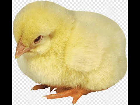 MAAJABU YA KIFARANGA KATIKA MAPENZI NA MVUTO