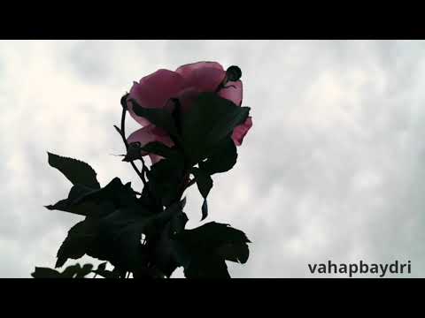 Kurdistan Welatêmin Bûka Cîhanê