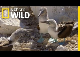  The Blue Footed Booby Dance Destination WILD