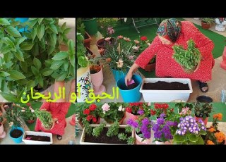  طريقة زرع الحبق أو الريحان بجميع مراحله ومعلومات كثيرة عليه مع أمي إيطو