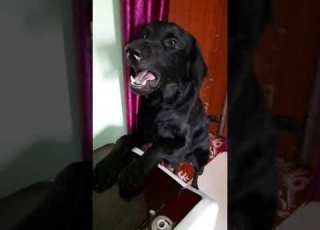  Kuro Ko A Gaya Gussa Shorts Dog BlackRetriever Subscribe