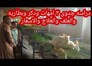  دراسه جدوى ٣ ودكر و الاسعار مشروعك في بيتك باقل تكاليف