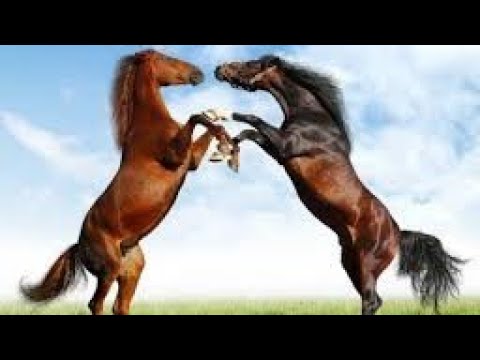 الفخر وعزة النفس حكم سيوف الفخر