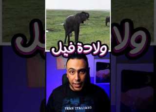  ولادة فيل