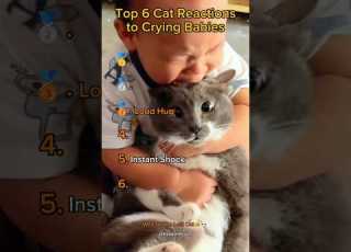  Ranking Top 6 Cat Reactions To Crying Babies