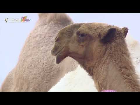 شوط الأميرة نورة بنت عبدالرحمن ضمن منافسات مهرجان الملك عبدالعزيز للإبل7 همة طويق