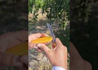 مواصفات صنف مانجو الصديق