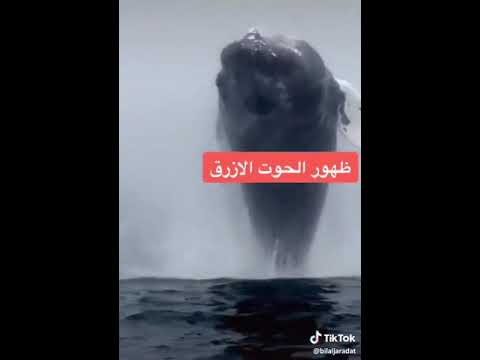 الحوت الازرق و صوته المرعب