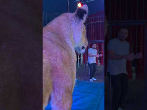 الاسد والشربيني