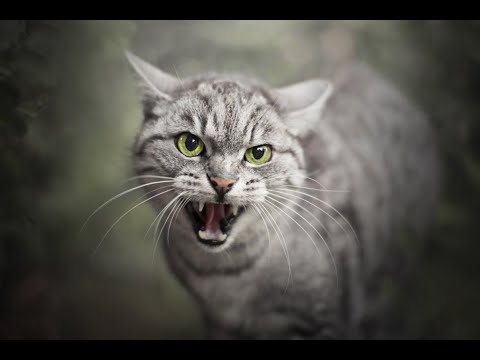 Aggressive Cat Sound