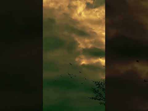 ياما وحدي فبلاد غريبة Chebkhaled Aghani Chebbilal Chebhasni Rai الجزائر المغرب