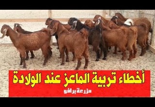أخطاء تربية الماعز ولادة الماعز وكيفية تجهيز المكان