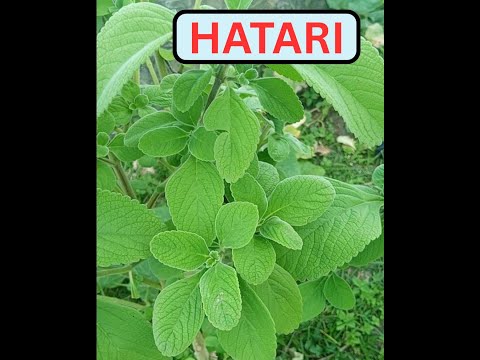 Ukweli Kuhusu Majani Haya