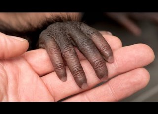 CARTA Unique Features Of Human Skin Gallo Sawka Millar