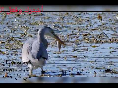 صوت طائر البيلشون ويطلق عليه الحساني